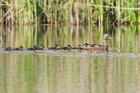 Anas platyrhynchos(Germano reale femmina con pulcini)